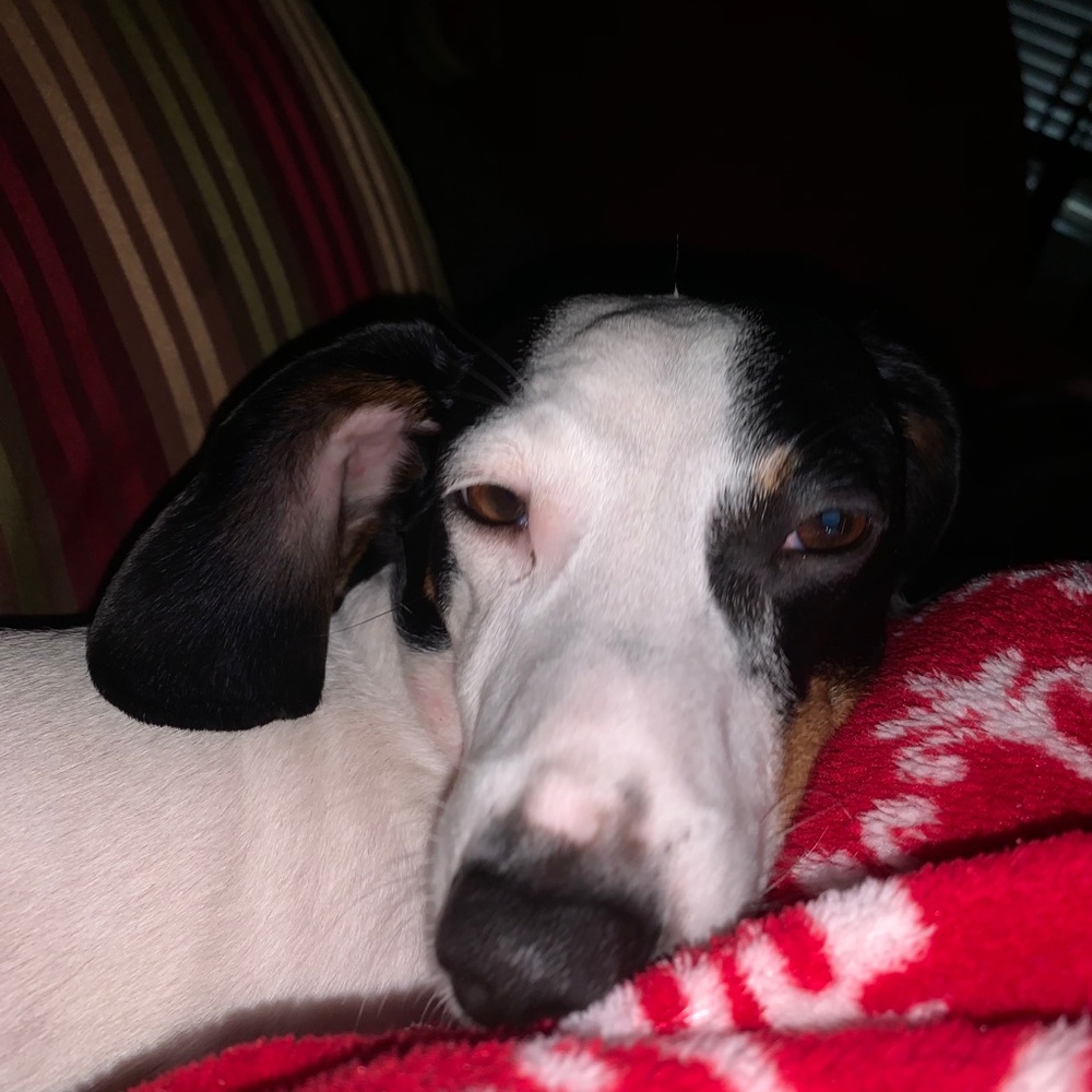 Meet your Posher, Allison